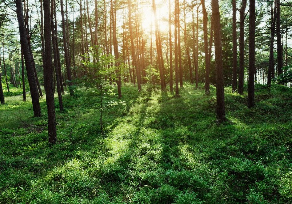 zdjęcie poglądowe - las grafika