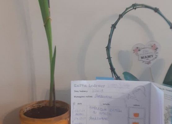 Domowa hodowla roślin uczniów klasy 2