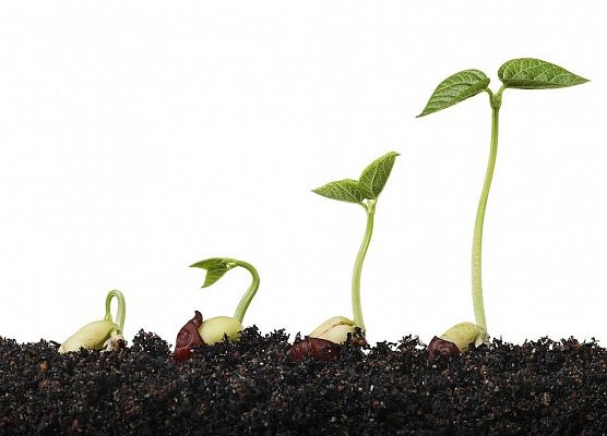 Etapy rozwoju rośliny - plakat