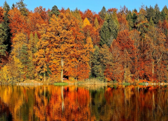 Grafika 1: Bal Jesienny