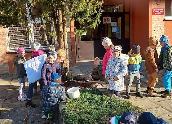 pierwszaki szadzą żonkile