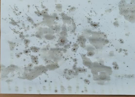 malowanie kawą Nikola klasa 1