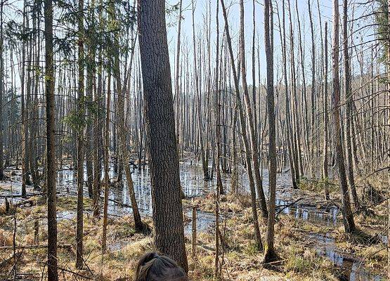 Grafika 24: Akcja NIETOPERZE :)