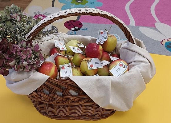 koszyk z jabłkami