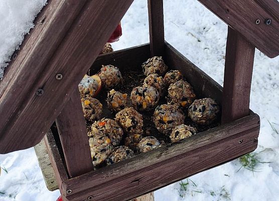 karmnik pełen karmy dla ptaków