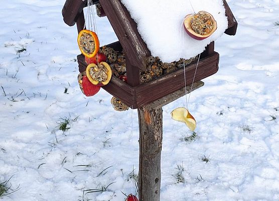 karmnik dla ptaków