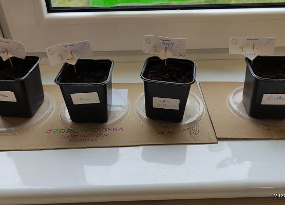 doniczki z nasionkami