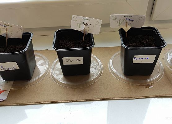 doniczki z nasionkami