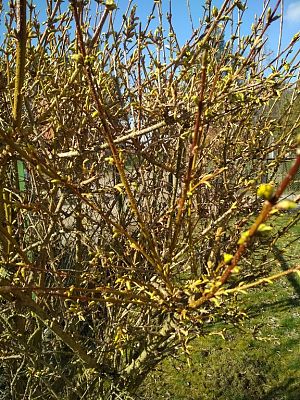 Grafika #1: POSZUKIWACZE WIOSNY