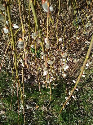 Grafika #2: POSZUKIWACZE WIOSNY