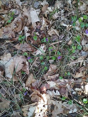 Grafika #5: POSZUKIWACZE WIOSNY