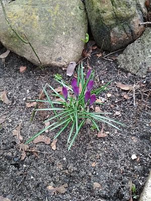 Grafika #6: POSZUKIWACZE WIOSNY