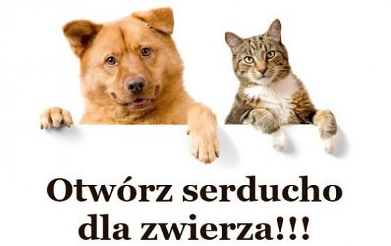 Grafika #0: POMOC DLA ZWIERZĄT ZE SCHRONISKA