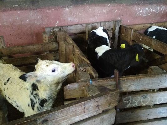 Grafika #1: WIZYTA W GOSPODARSTWIE ROLNYM