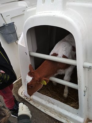 Grafika #4: WIZYTA W GOSPODARSTWIE ROLNYM