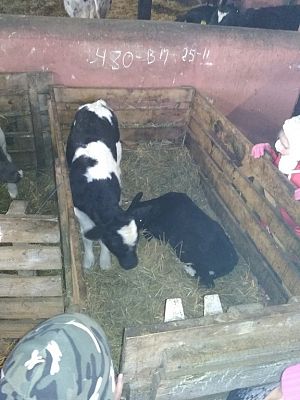 Grafika #8: WIZYTA W GOSPODARSTWIE ROLNYM