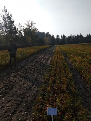 Grafika #1: Wycieczka do Szkółki Leśnej