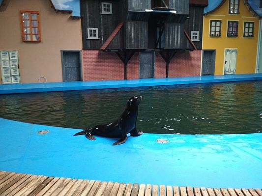 Grafika #12: WYCIECZKA KLASY I i II DO SEA PARKU W SARBSKU