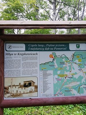 Grafika #6: Odwiedziliśmy najstarszy i największy dąb na Kaszubach