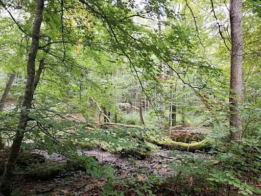 Grafika #7: Odwiedziliśmy najstarszy i największy dąb na Kaszubach