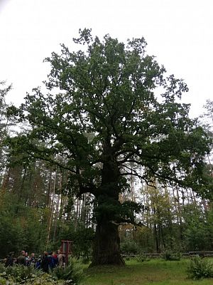 Grafika #8: Odwiedziliśmy najstarszy i największy dąb na Kaszubach