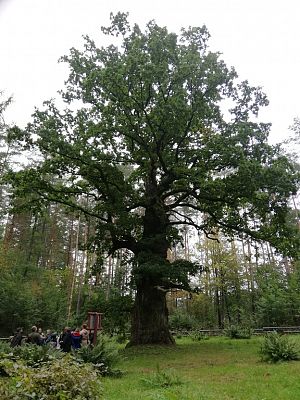 Grafika #9: Odwiedziliśmy najstarszy i największy dąb na Kaszubach