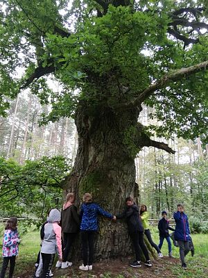 Grafika #11: Odwiedziliśmy najstarszy i największy dąb na Kaszubach
