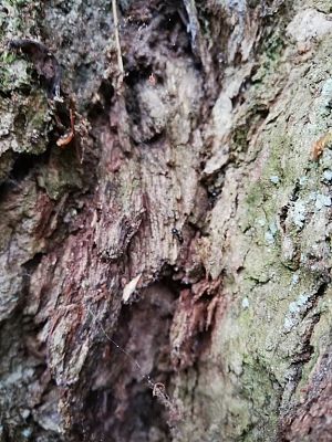 Grafika #12: Odwiedziliśmy najstarszy i największy dąb na Kaszubach