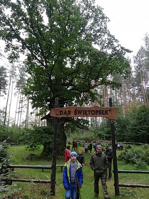 Grafika #13: Odwiedziliśmy najstarszy i największy dąb na Kaszubach