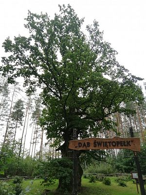Grafika #14: Odwiedziliśmy najstarszy i największy dąb na Kaszubach