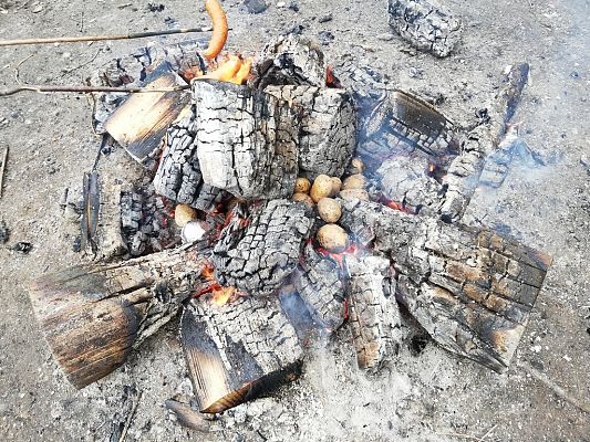 Grafika #20: Odwiedziliśmy najstarszy i największy dąb na Kaszubach