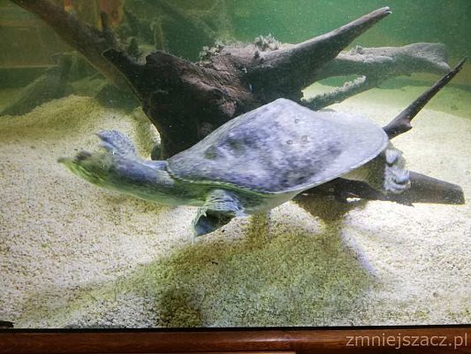 Grafika #8: Wycieczka do Parku Edukacyjnego - ZOO – Egzotyczne Kaszuby w Tuchlinie