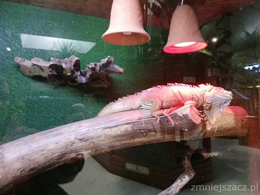 Grafika #19: Wycieczka do Parku Edukacyjnego - ZOO – Egzotyczne Kaszuby w Tuchlinie