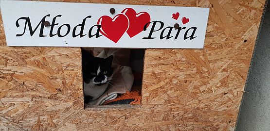 Grafika #3: WIZYTA W SCHRONISKU "BAJER" W MAŁOSZYCACH