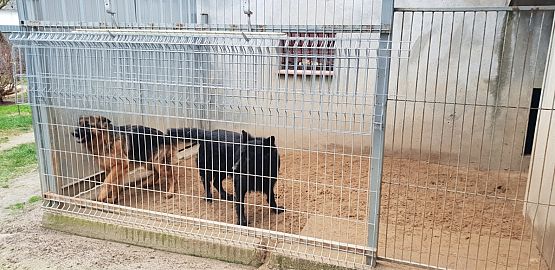 Grafika #4: WIZYTA W SCHRONISKU "BAJER" W MAŁOSZYCACH