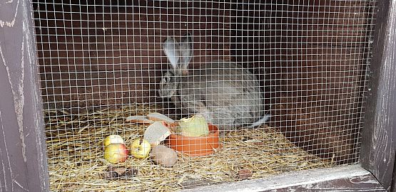 Grafika #12: WIZYTA W SCHRONISKU "BAJER" W MAŁOSZYCACH