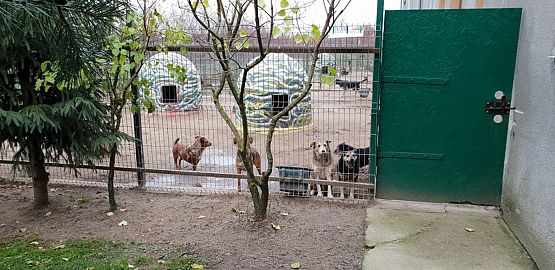 Grafika #10: WIZYTA W SCHRONISKU "BAJER" W MAŁOSZYCACH