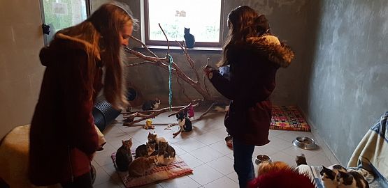 Grafika #9: WIZYTA W SCHRONISKU "BAJER" W MAŁOSZYCACH