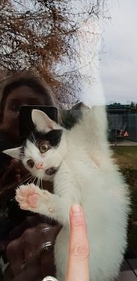 Grafika #8: WIZYTA W SCHRONISKU "BAJER" W MAŁOSZYCACH