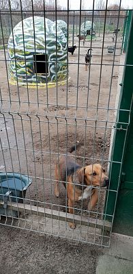 Grafika #11: WIZYTA W SCHRONISKU "BAJER" W MAŁOSZYCACH