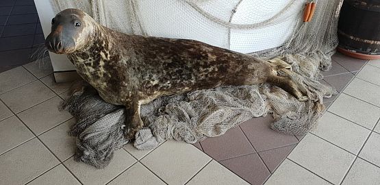 Grafika #22: Wycieczka do Helu