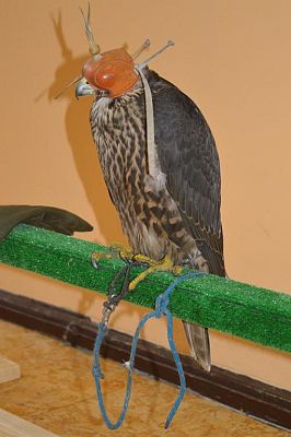 Grafika #0: Spotkanie z Leśnikiem - sokolnikiem