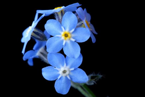 Grafika #0: FESTYN NIEZAPOMINAJKA 2016 W LEŚNICACH