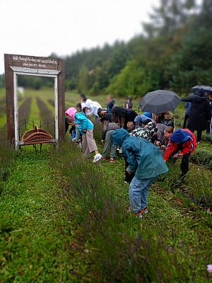 Grafika 3: Wycieczka do Lawendowej Osady w Przywidzu
