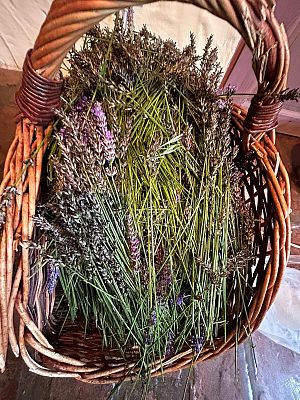 Grafika 6: Wycieczka do Lawendowej Osady w Przywidzu