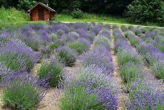 Grafika 15: Wycieczka do Lawendowej Osady w Przywidzu