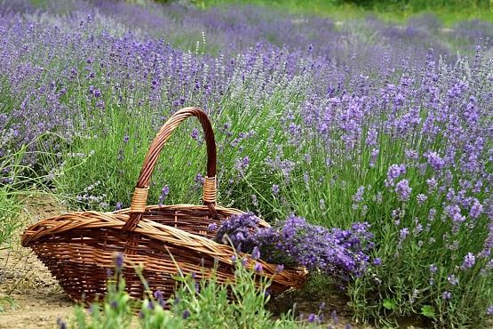 Grafika 16: Wycieczka do Lawendowej Osady w Przywidzu