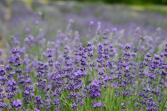 Grafika 22: Wycieczka do Lawendowej Osady w Przywidzu